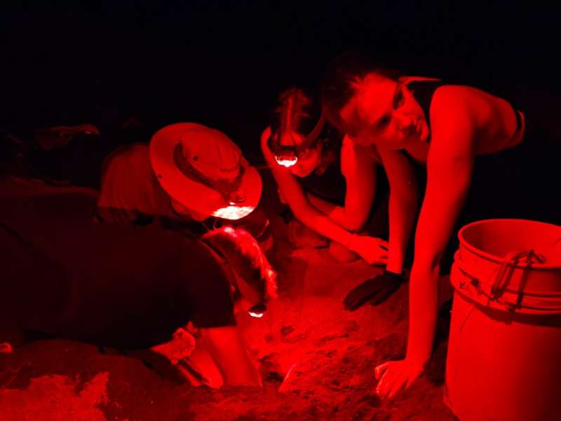 Sea turtle conservation in Costa Rica