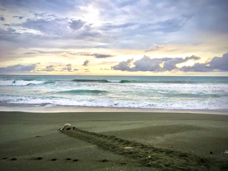 Sea Turtle Conservation Internship in Costa Rica