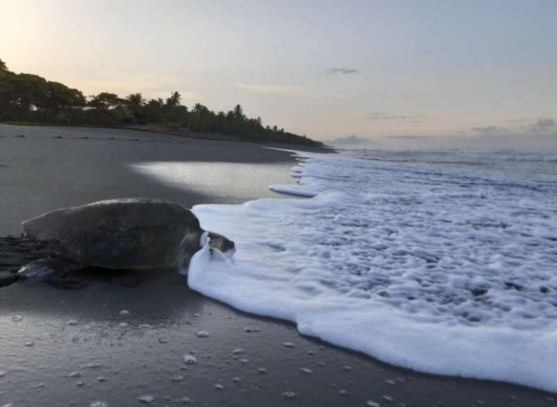 Sea Turtle in Costa Rica