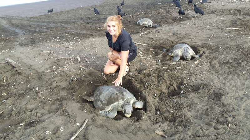 Sea Turtle