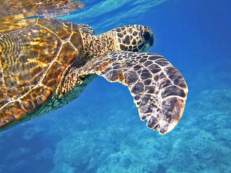 sea turtle