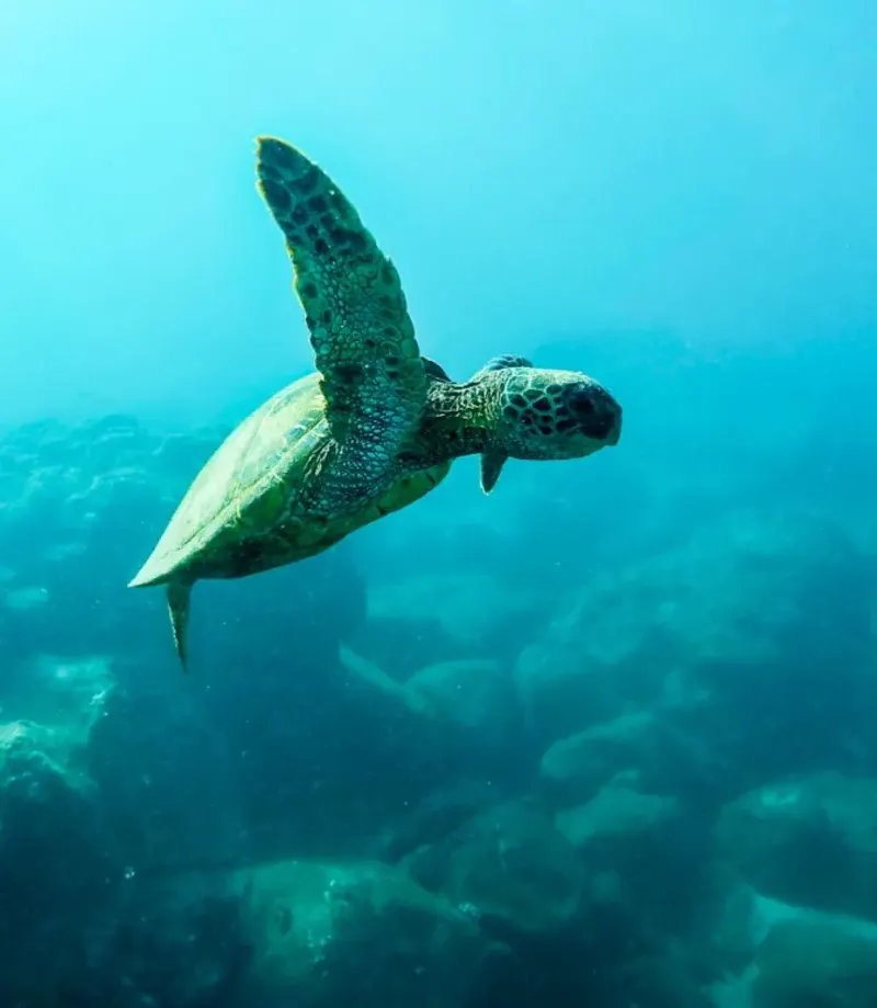 Sea turtle