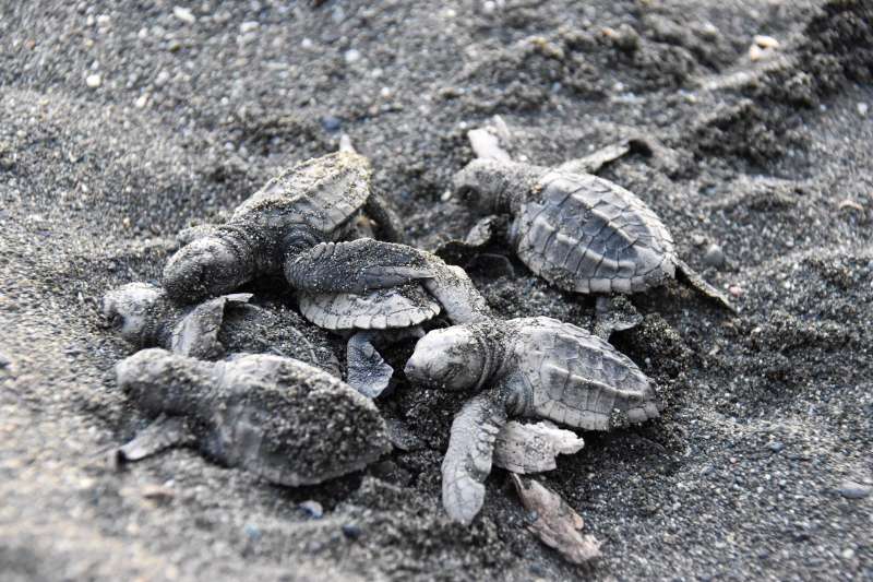 Sea Turtles in Costa Rica