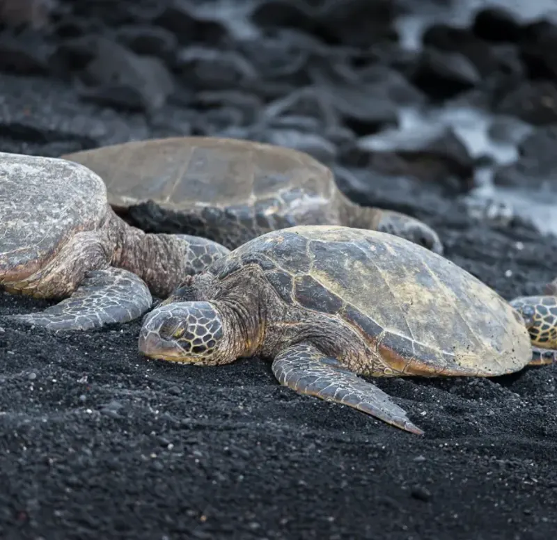 Sea turtles on black sand