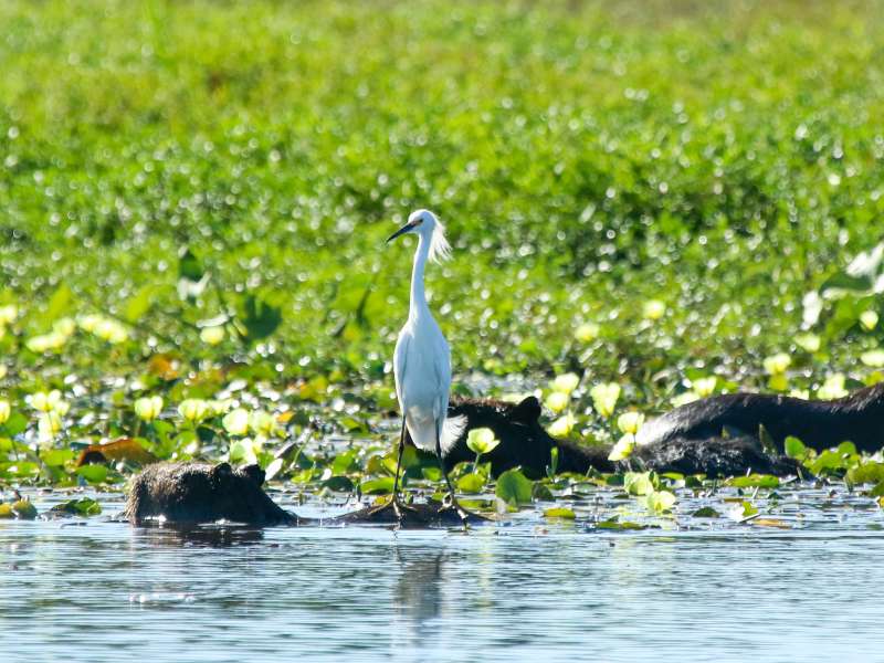 See local flora and fauna in Entre Rios