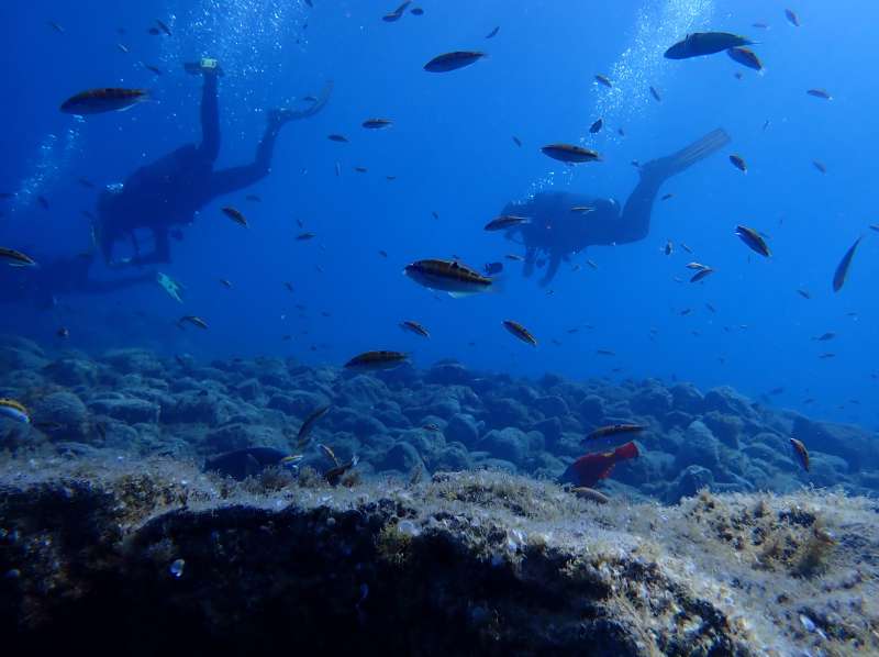 See You Diving Tenerife