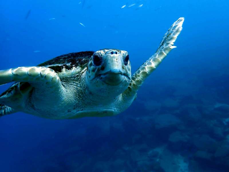 See You Diving Tenerife