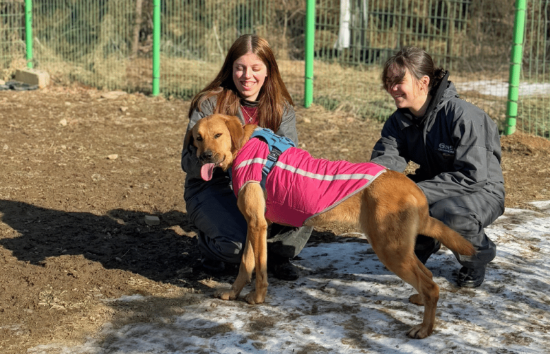 Seoul Culture Week & Rescued Animal Care Volunteering
