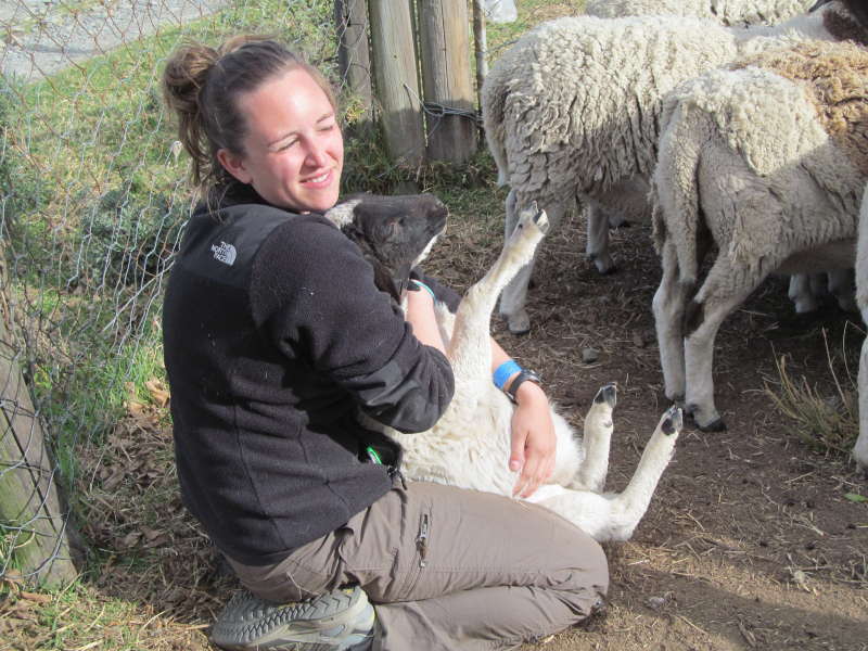 Volunteer and sheeps
