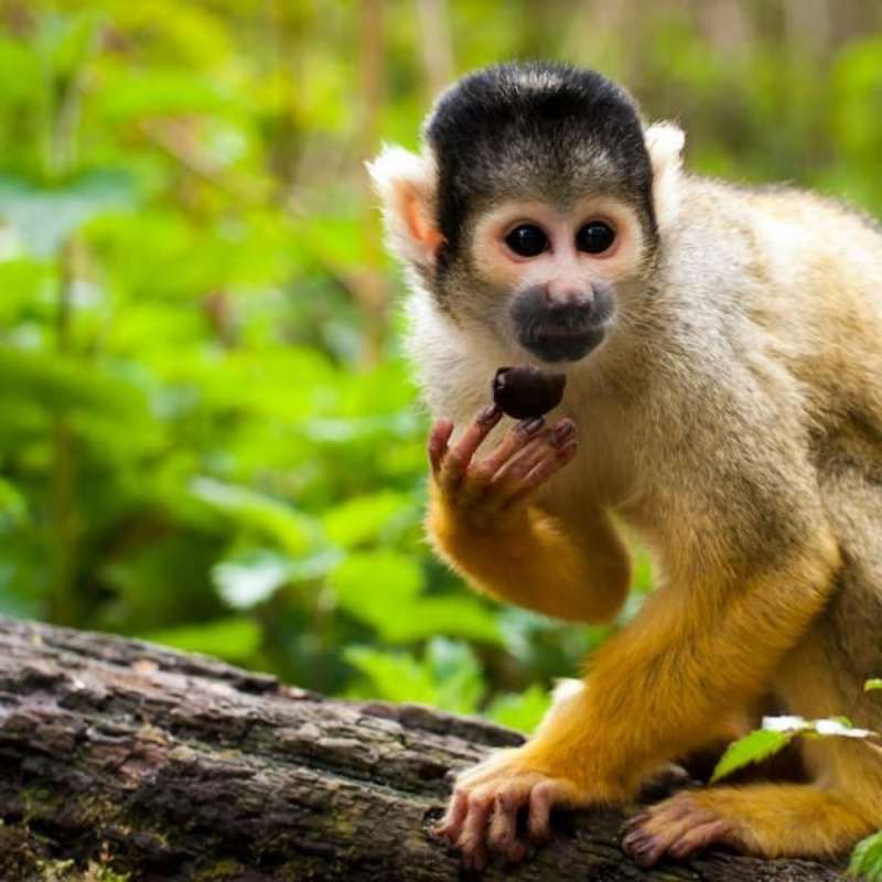 Volunteer in Wildlife Conservation