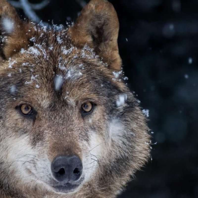 Portugal - Wolf Conservation and Lisbon Experience