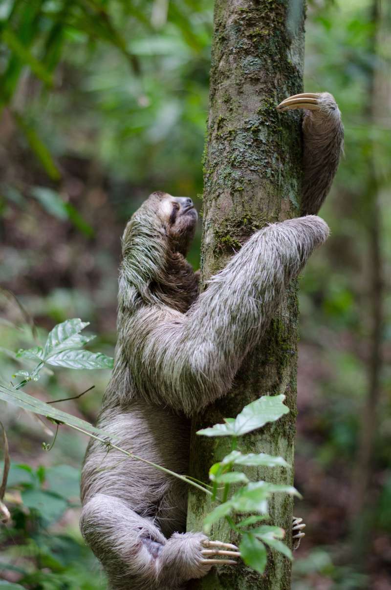 Sloth