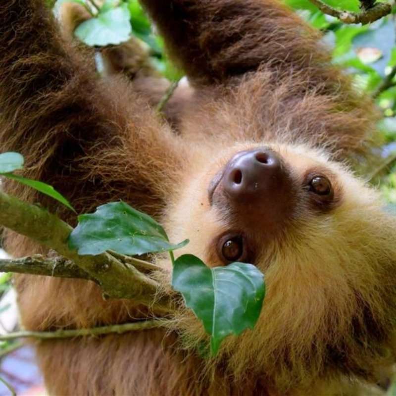 A sloth at the animal rescue center in Costa Rica