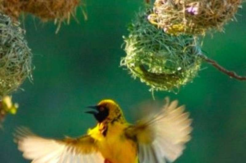 A small yellow bird