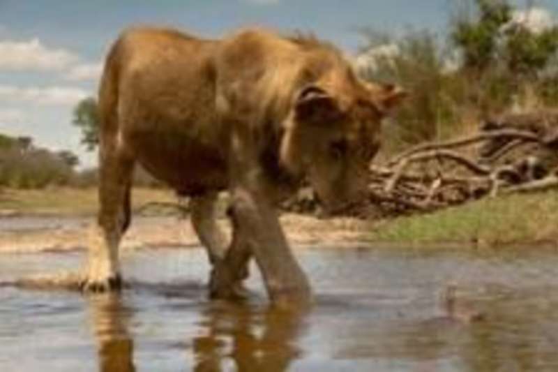 Zimbabwe - Wildlife Photography and Conservation in Victoria Falls