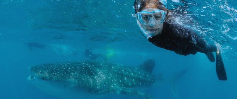 snorkeler with whale shark