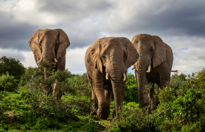 South Africa – African Wildlife Conservation on a Private Reserve