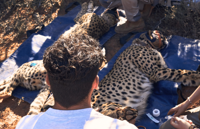 South Africa – African Wildlife Conservation on a Private Reserve