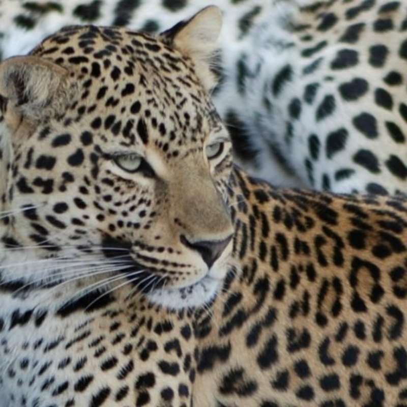 GoEco South Africa - African Wildlife Ranch
