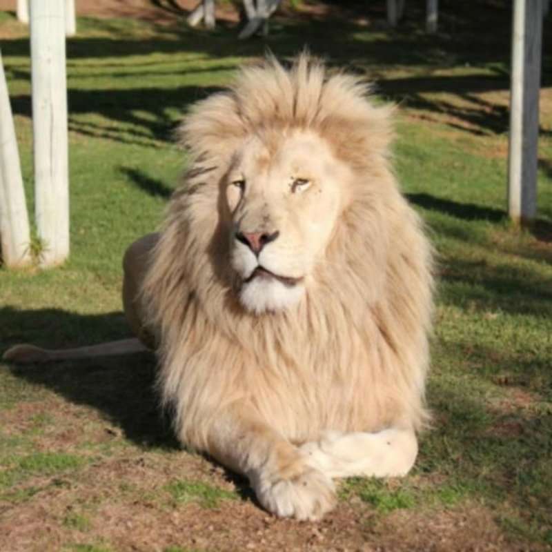 GoEco South Africa - African Wildlife Ranch