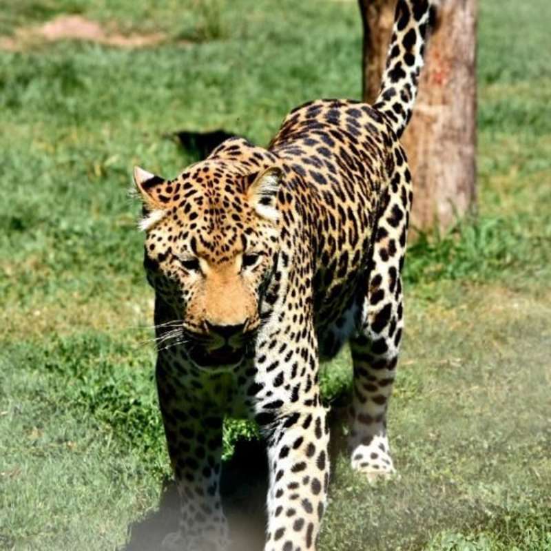 GoEco South Africa - African Wildlife Ranch