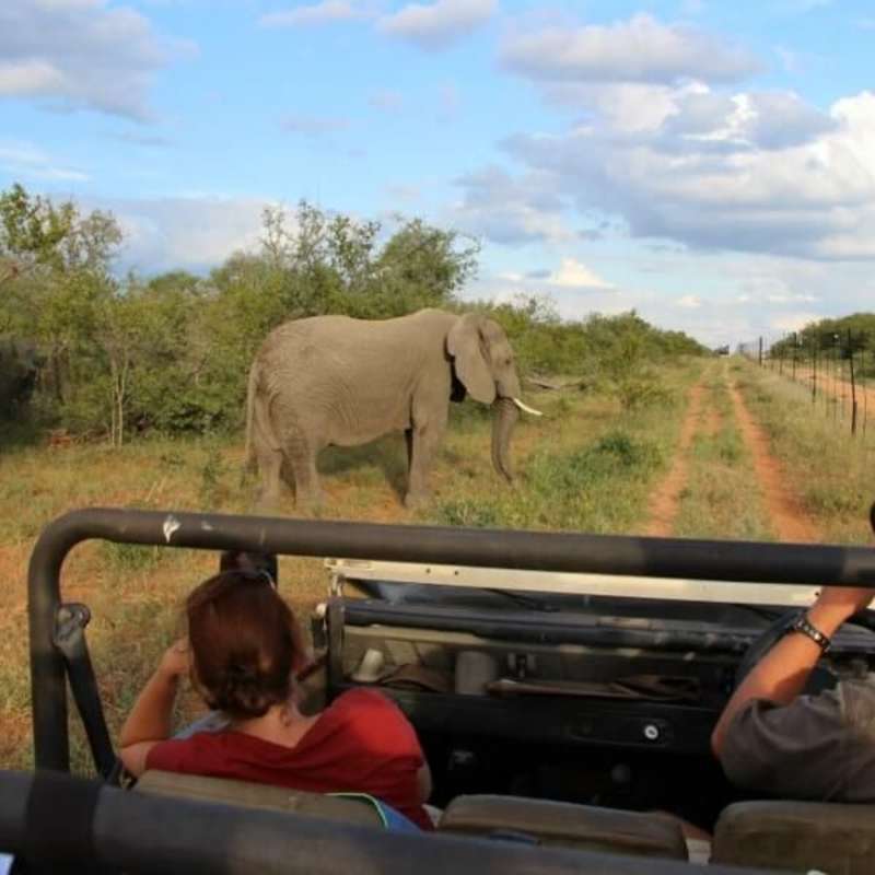 GoEco South Africa - Big 5 and Endangered Species Reserve