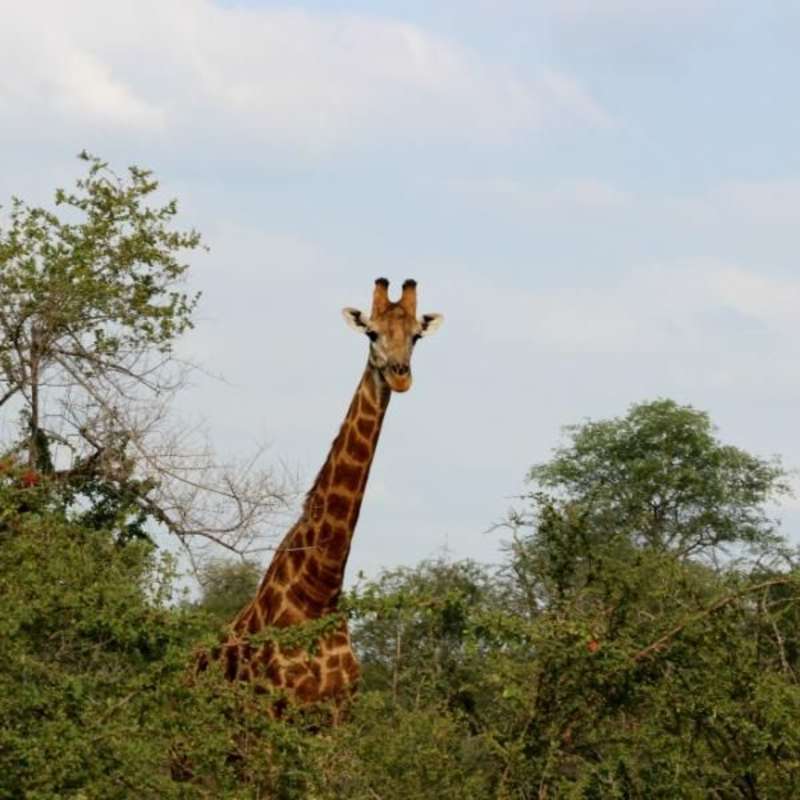 GoEco South Africa - Big Five & Endangered Species Reserv