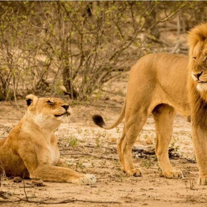 GoEco South Africa - Big Cats Research and Conservation