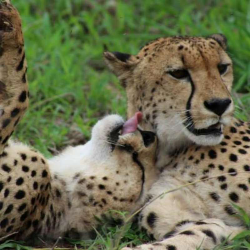 GoEco South Africa - Big Cats Research and Conservation