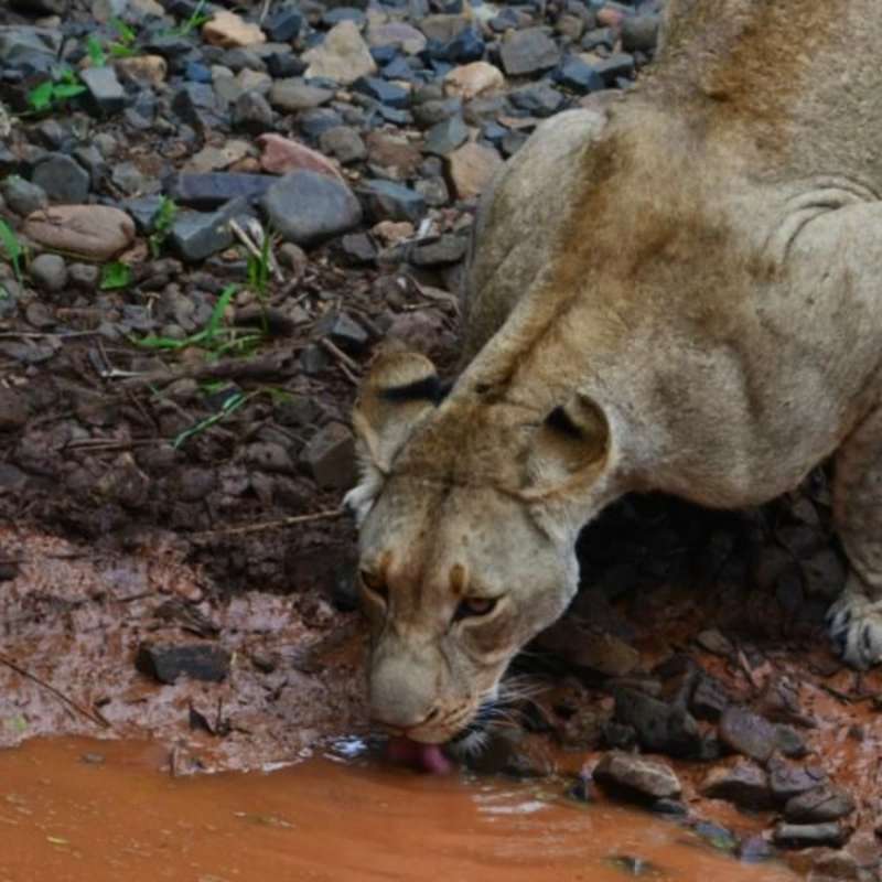 GoEco South Africa - Big Cats Research and Conservation
