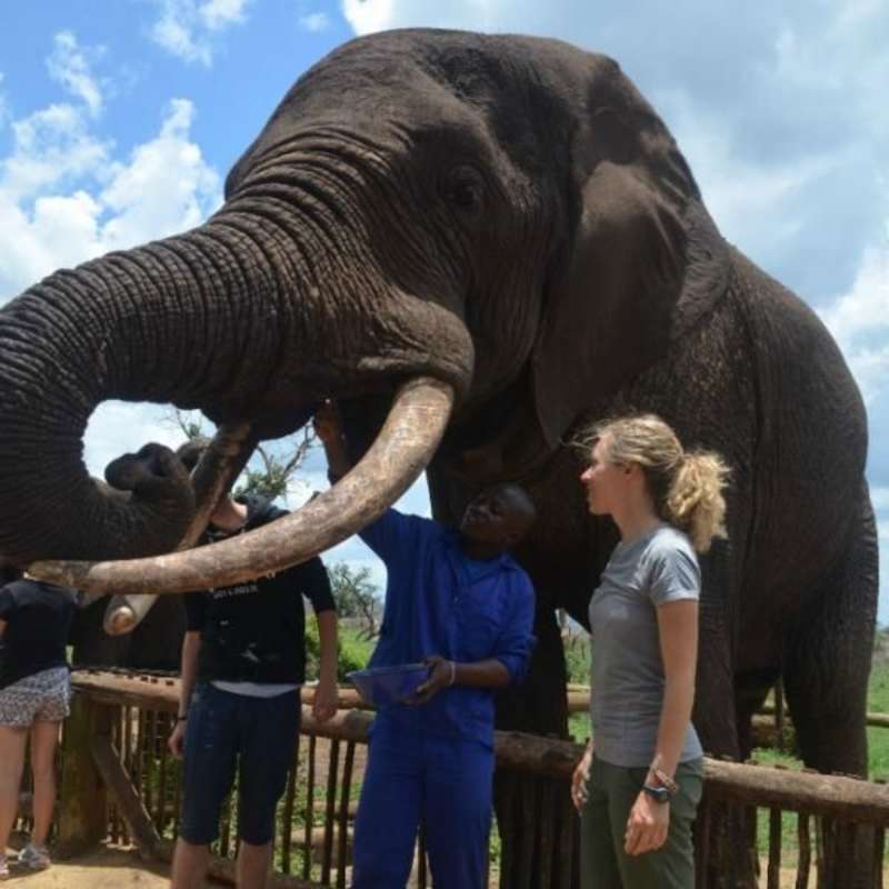 GoEco South Africa - Big Cats Research and Conservation