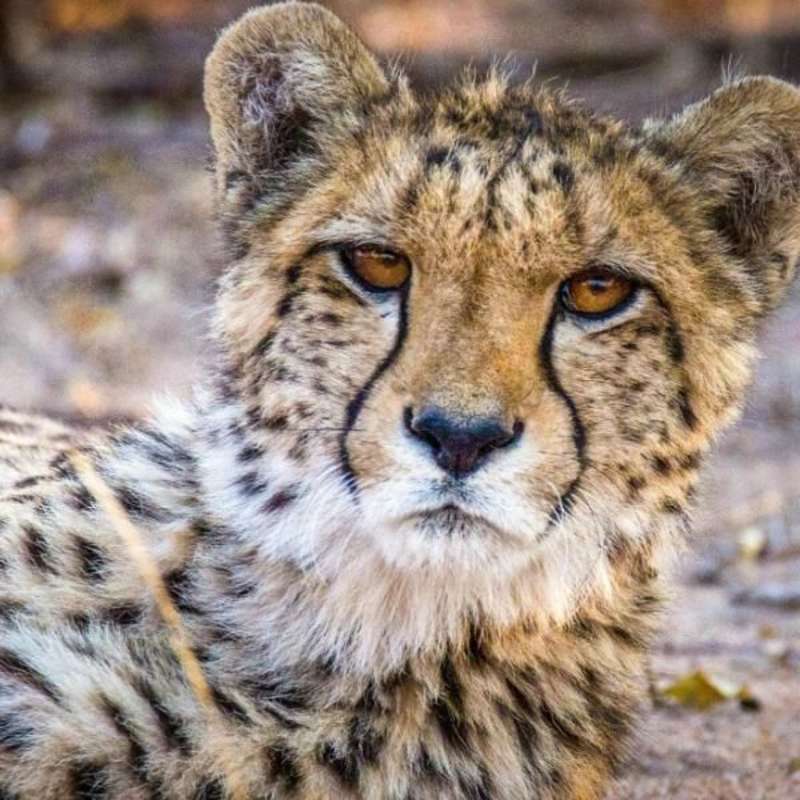 GoEco South Africa - Big Cats Research and Conservation