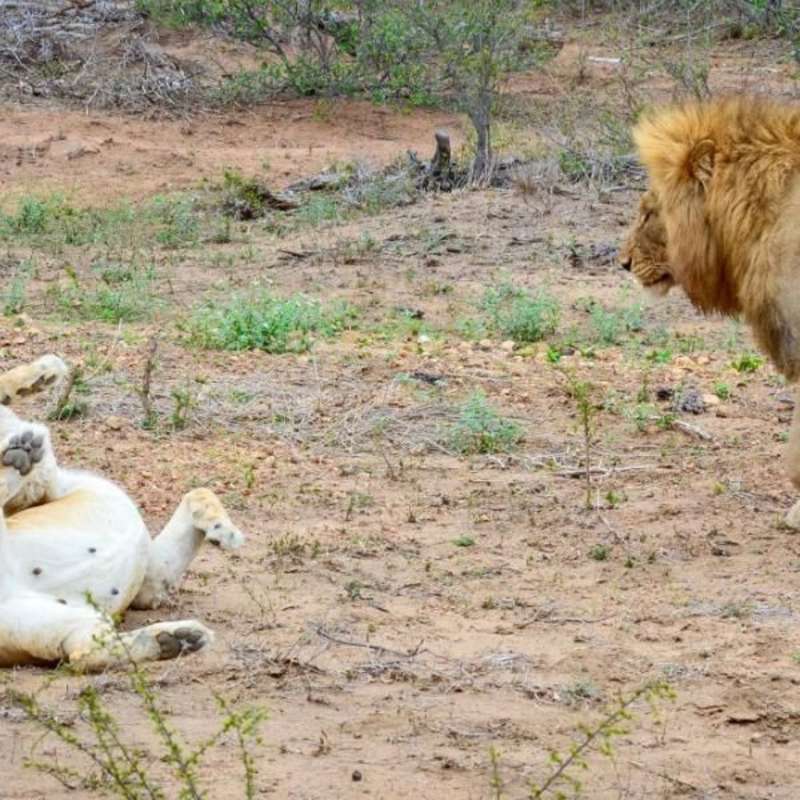 GoEco South Africa - Big Cats Research and Conservation