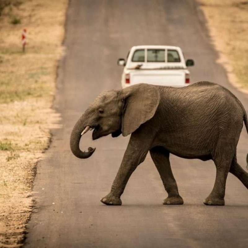 GoEco South Africa - Big Cats Research and Conservation