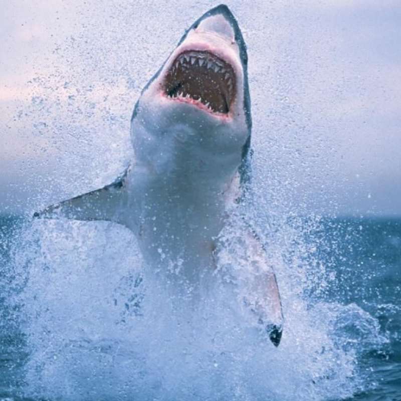 GoEco South Africa - Great White Shark Conservation