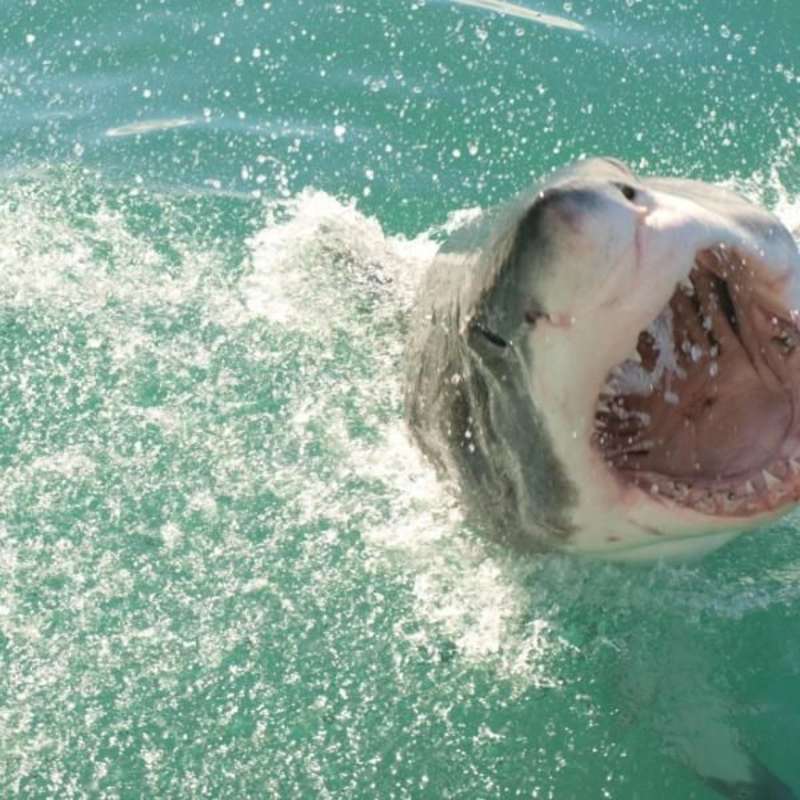 GoEco South Africa - Great White Shark Conservation