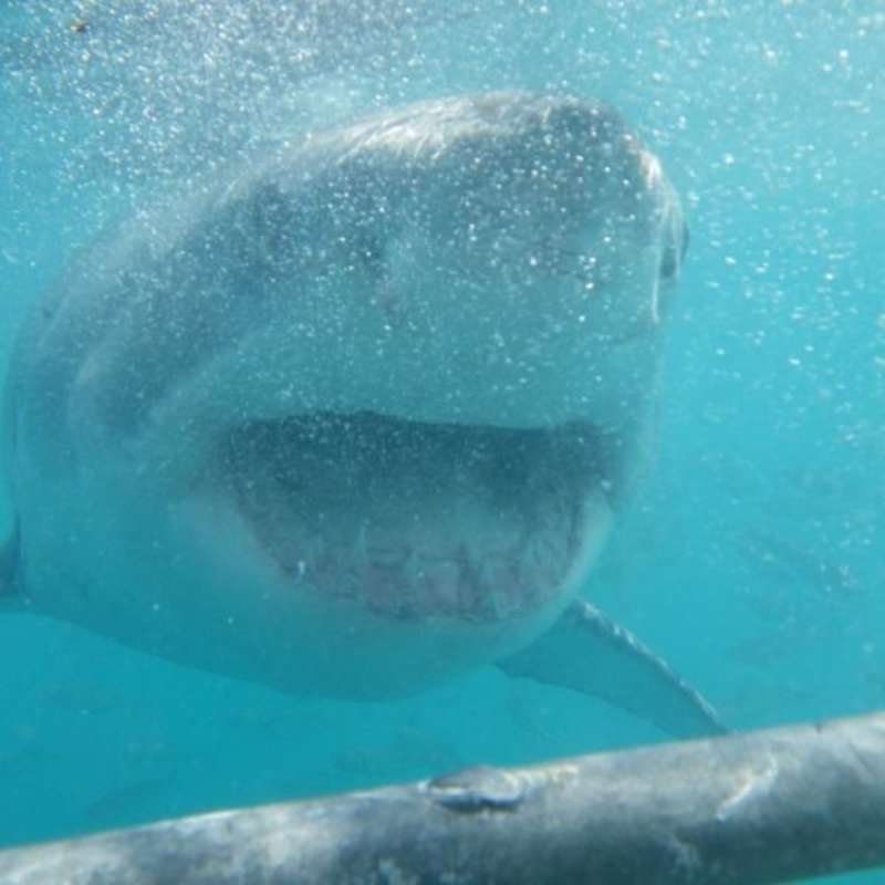GoEco South Africa - Great White Shark Conservation