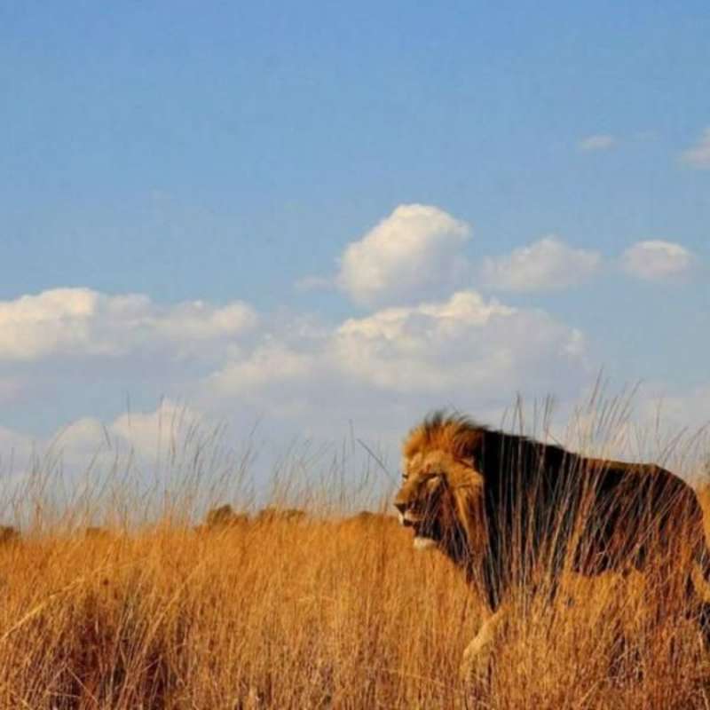 GoEco South Africa - Kevin Richardson Wildlife Sanctuary