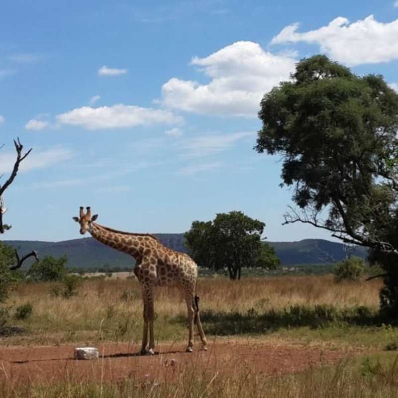 GoEco South Africa - Kevin Richardson Wildlife Sanctuary