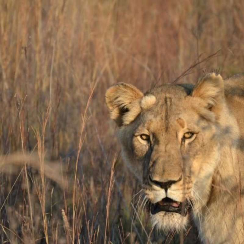 GoEco South Africa - Kevin Richardson Wildlife Sanctuary
