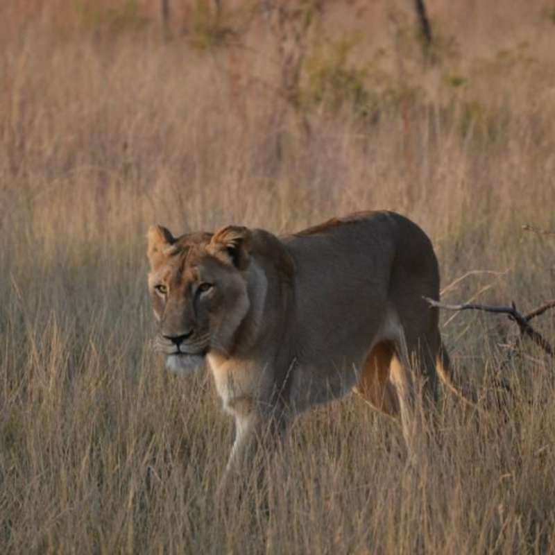 GoEco South Africa - Kevin Richardson Wildlife Sanctuary
