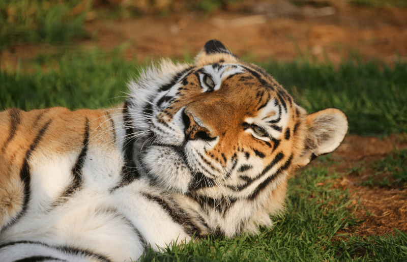 South Africa – Lion & Tiger Rescue & Wildlife Sanctuary