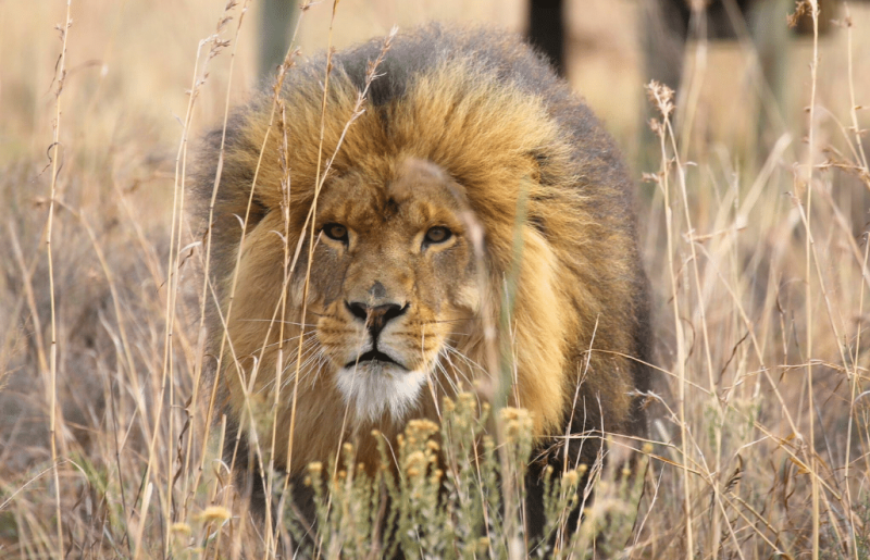 South Africa – Lion & Tiger Rescue & Wildlife Sanctuary