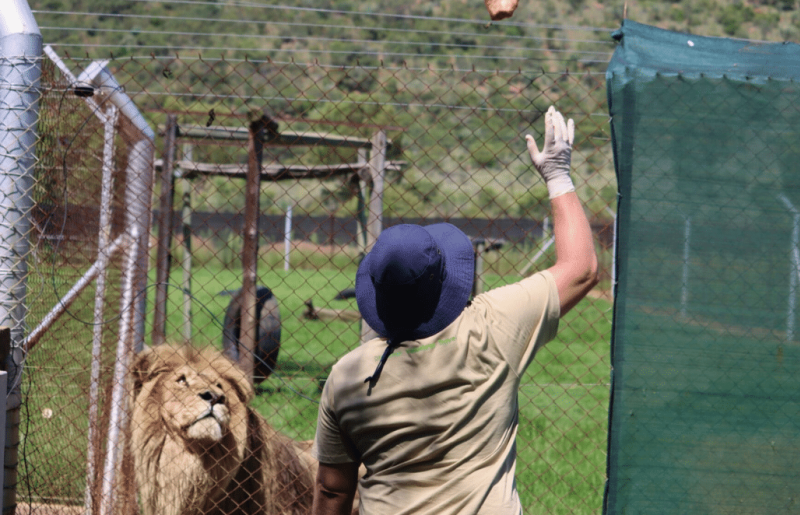 South Africa – Lion & Tiger Rescue & Wildlife Sanctuary