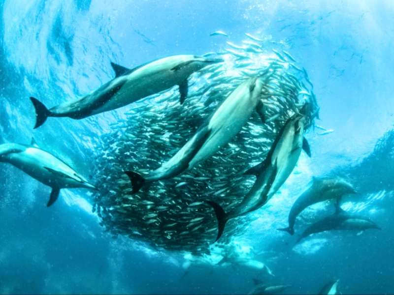 South Africa – Sardine Run Ocean Expedition
