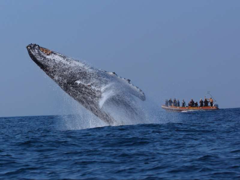 South Africa – Sardine Run Ocean Expedition