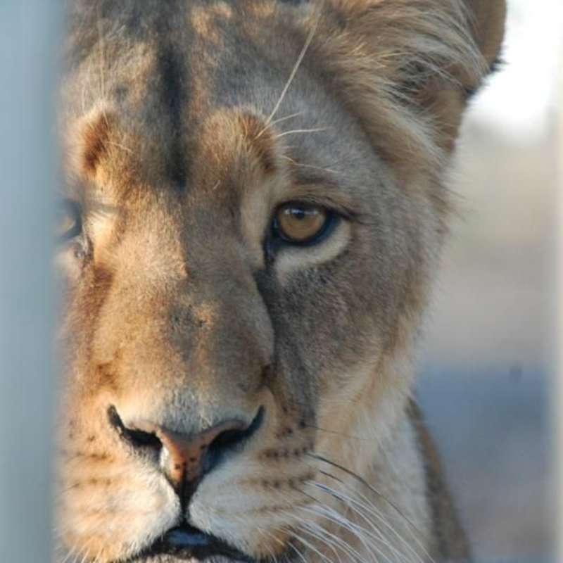 GoEco South Africa - Wild Cat Sanctuary