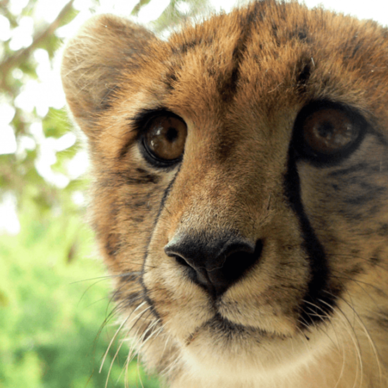 South Africa - Wildlife Rehabilitation Center
