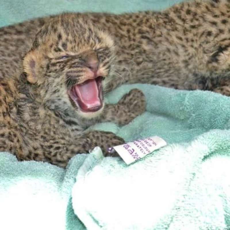 GoEco South Africa - Wildlife Rehabilitation Center