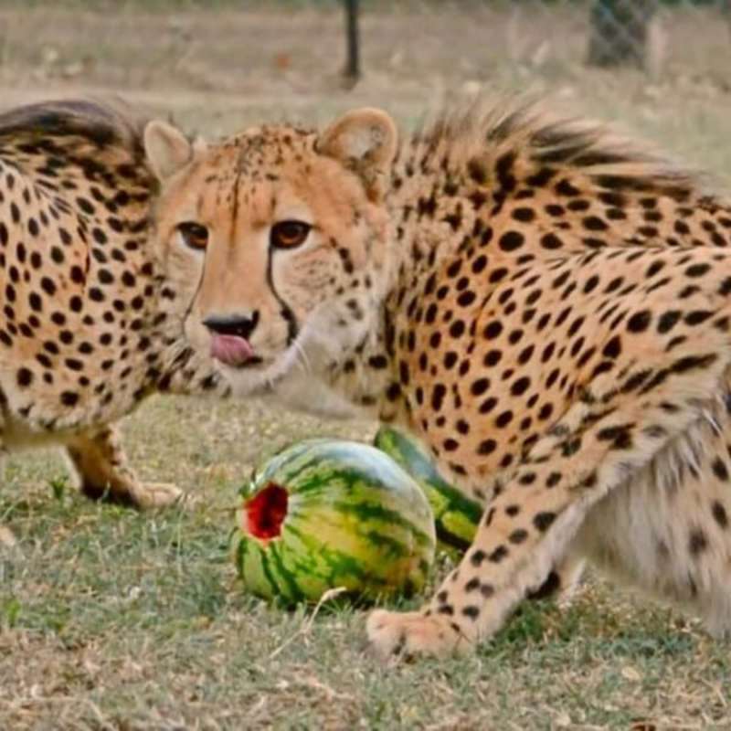 GoEco South Africa - Wildlife Rehabilitation Center